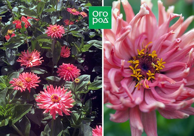 Цветы для букета — названия и фото, какие вырастить на даче или в саду